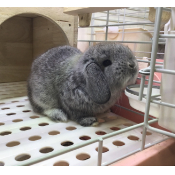 animal_image