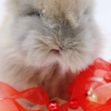 animal_image