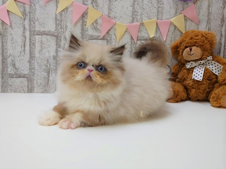 animal_image