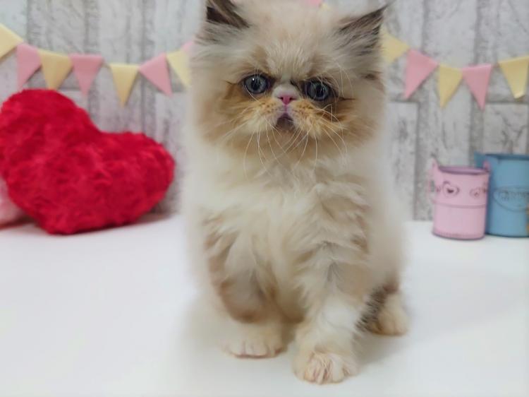animal_image