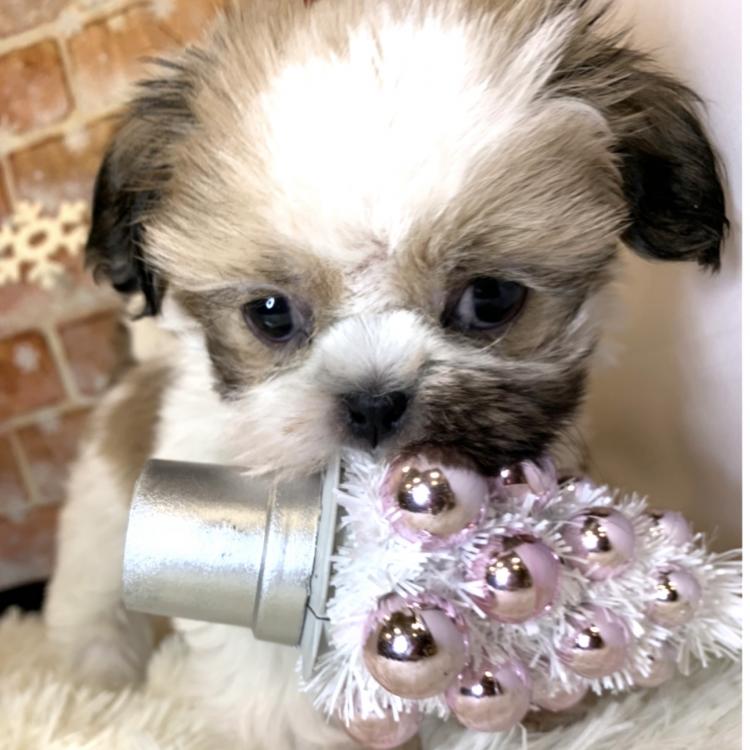 animal_image