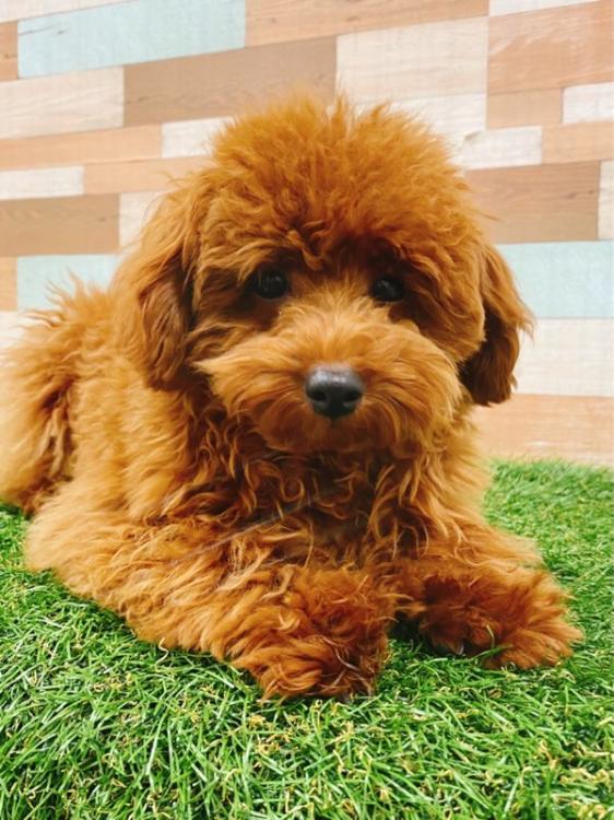 animal_image