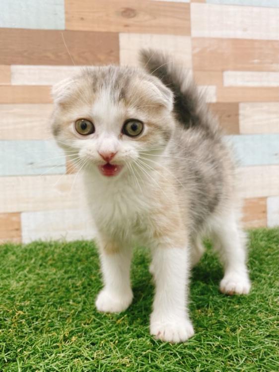 animal_image