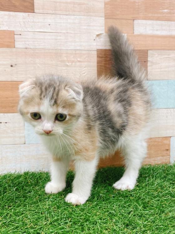 animal_image