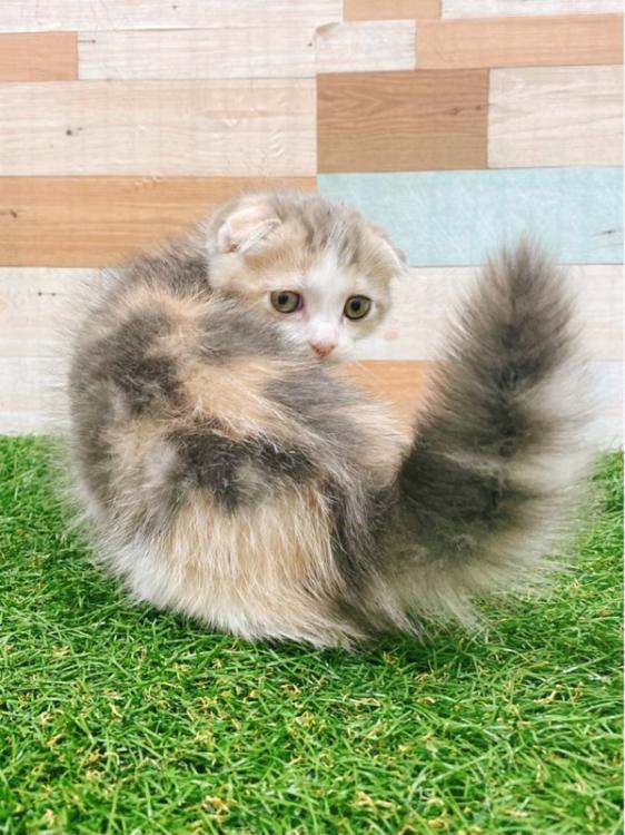 animal_image