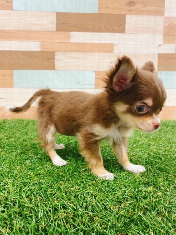 animal_image