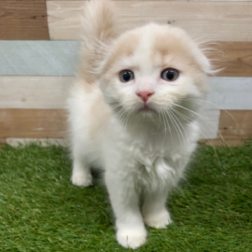 animal_image