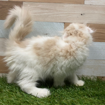 animal_image