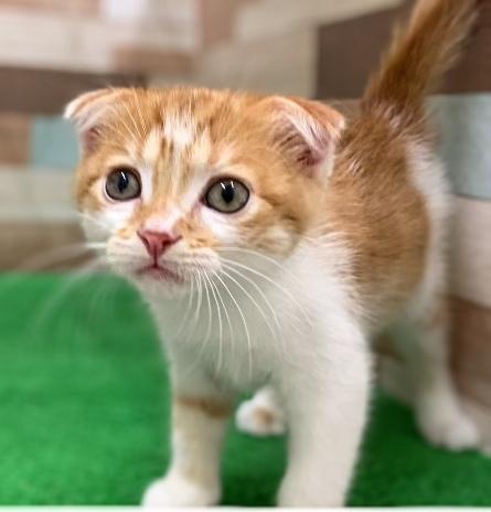 animal_image