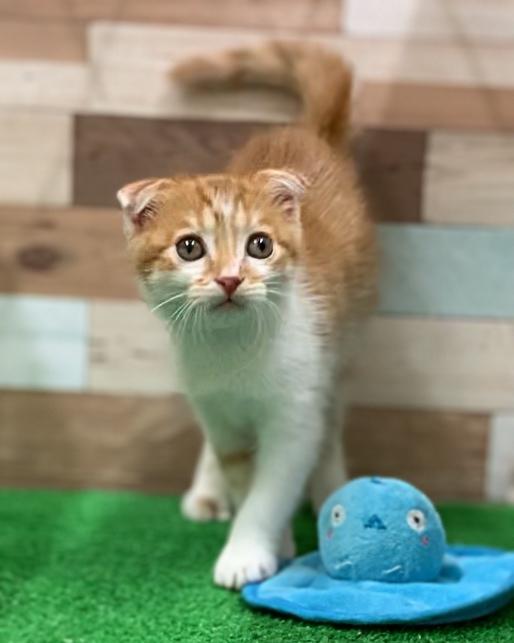 animal_image