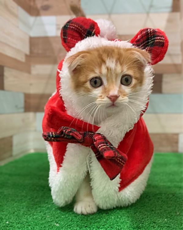 animal_image