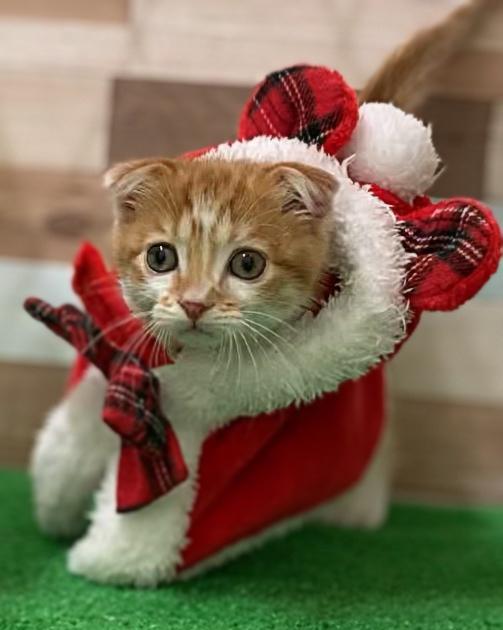animal_image