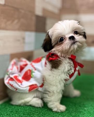 animal_image