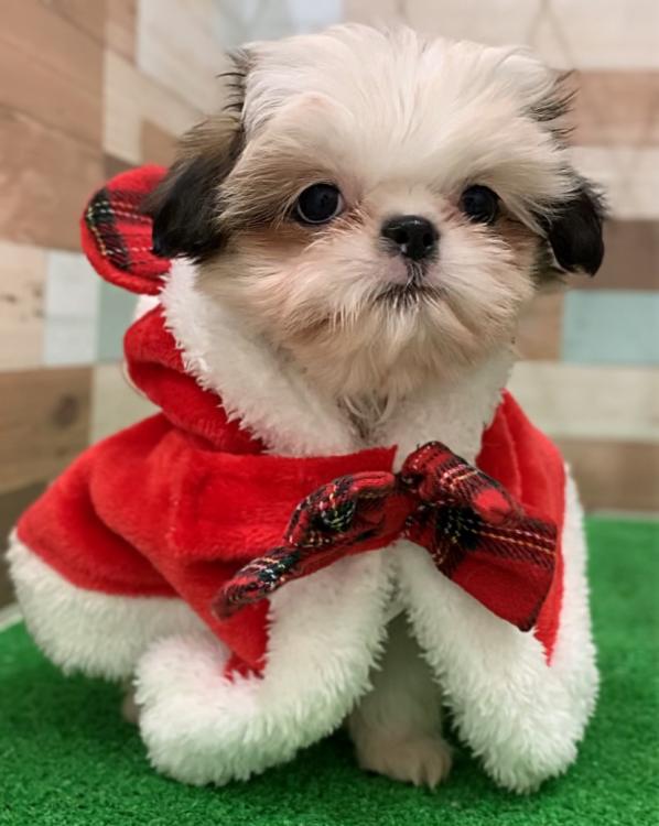 animal_image