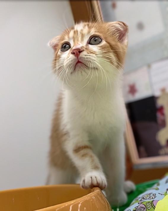 animal_image