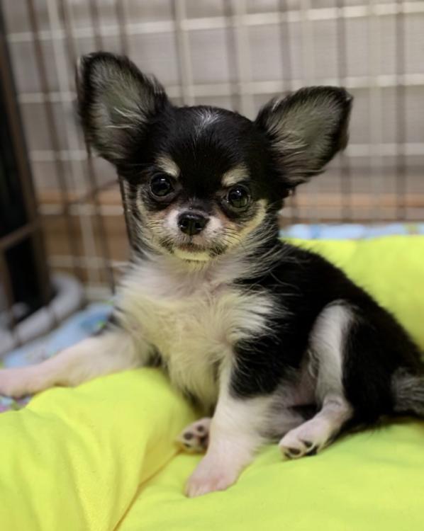 animal_image