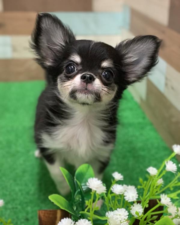 animal_image