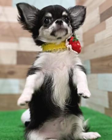 animal_image