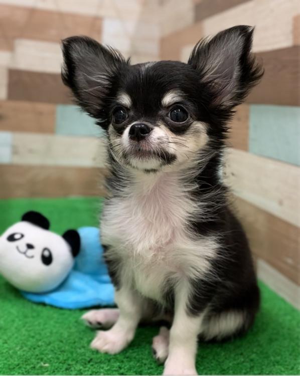 animal_image
