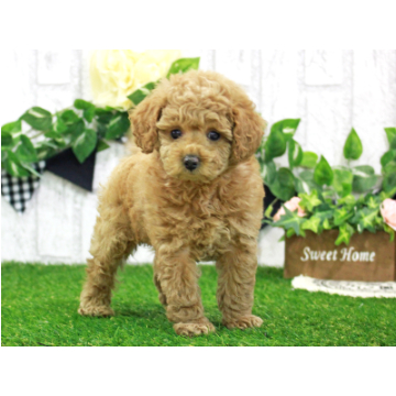 animal_image