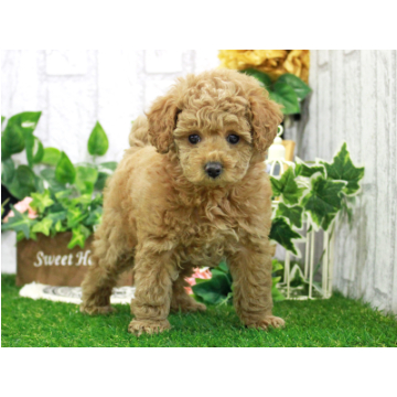 animal_image