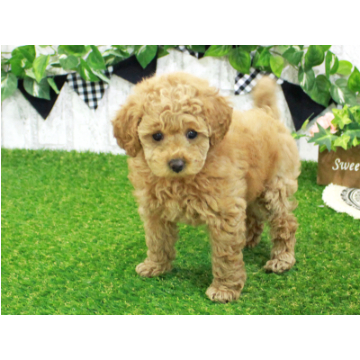 animal_image