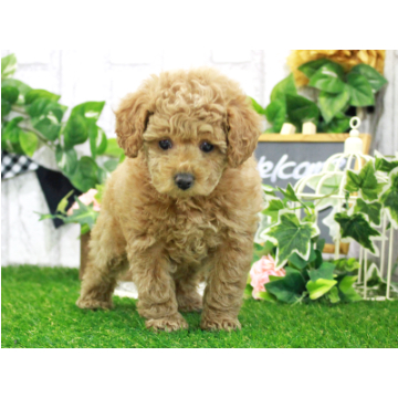 animal_image