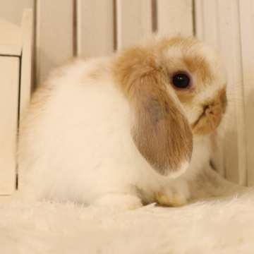 animal_image