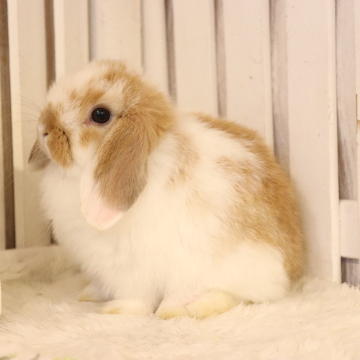 animal_image