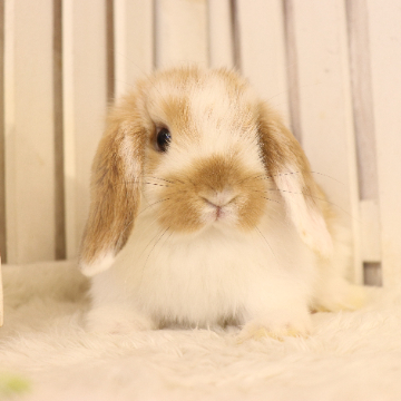 animal_image