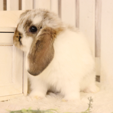 animal_image