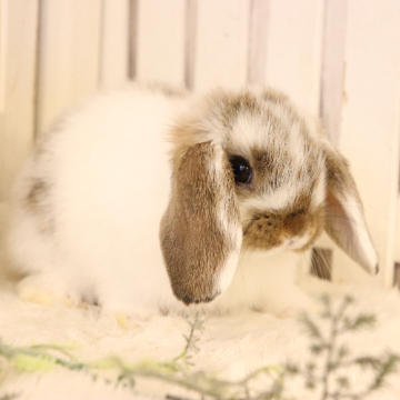 animal_image