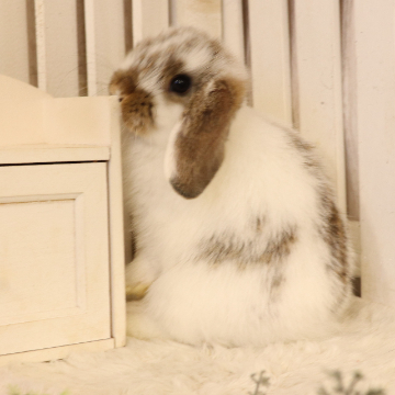animal_image
