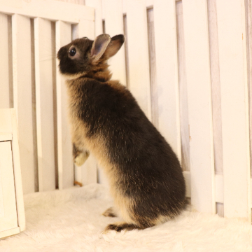 animal_image