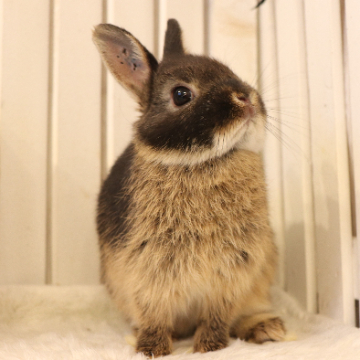 animal_image