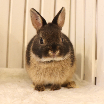 animal_image