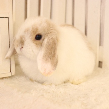 animal_image