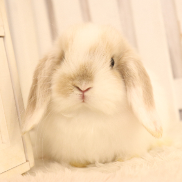 animal_image