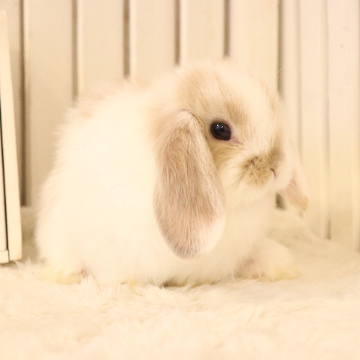animal_image