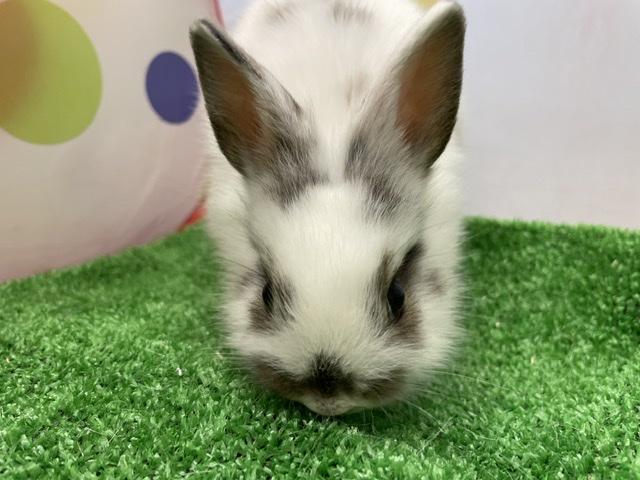 animal_image