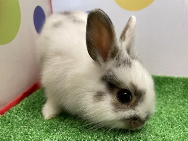 animal_image