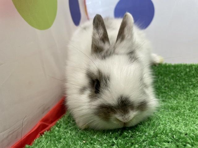 animal_image