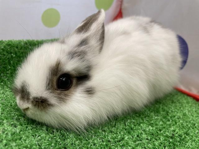 animal_image