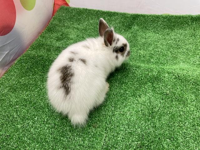 animal_image