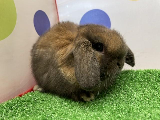 animal_image