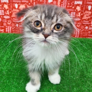 animal_image