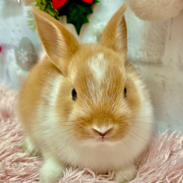 animal_image