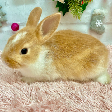 animal_image