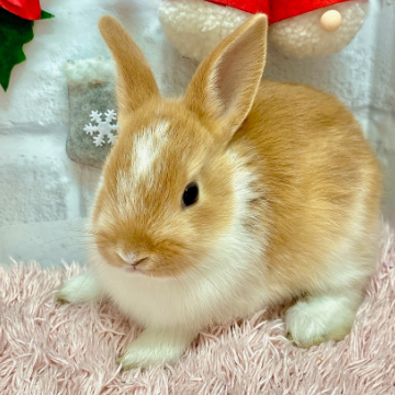 animal_image