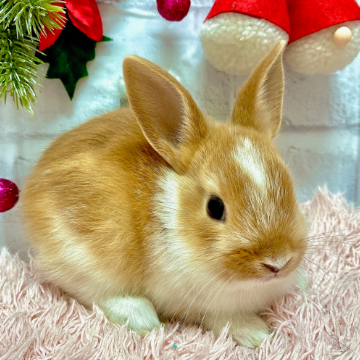 animal_image